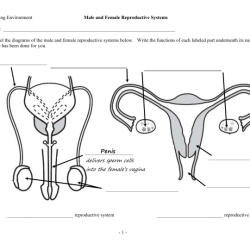 Reproductive male system diagram labeled clipart use