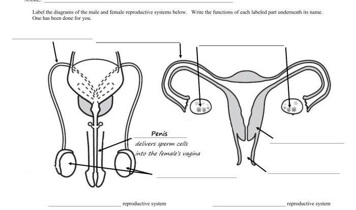 Reproductive male system diagram labeled clipart use