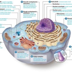 Biology 1406 final exam practice test