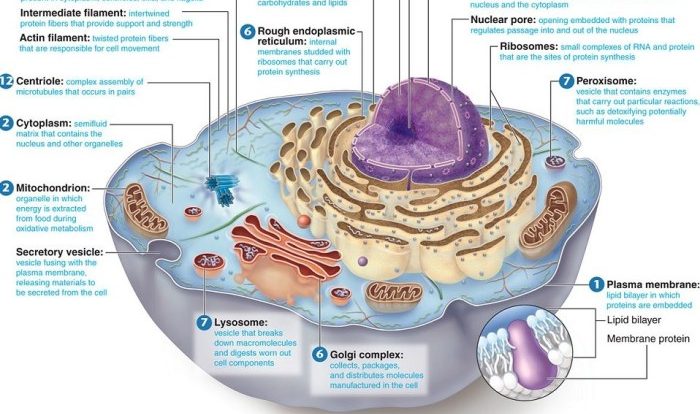 Biology 1406 final exam practice test