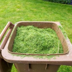 Clippings dispose mowing compost