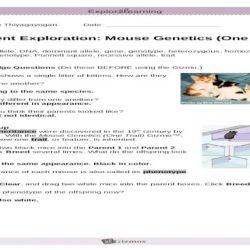 Student exploration mouse genetics two trait answer key