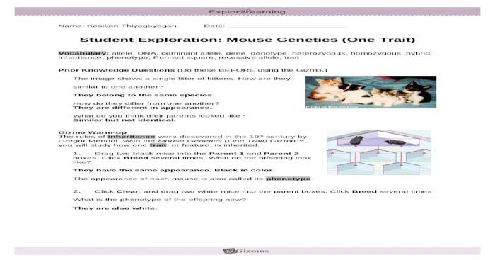 Student exploration mouse genetics two trait answer key