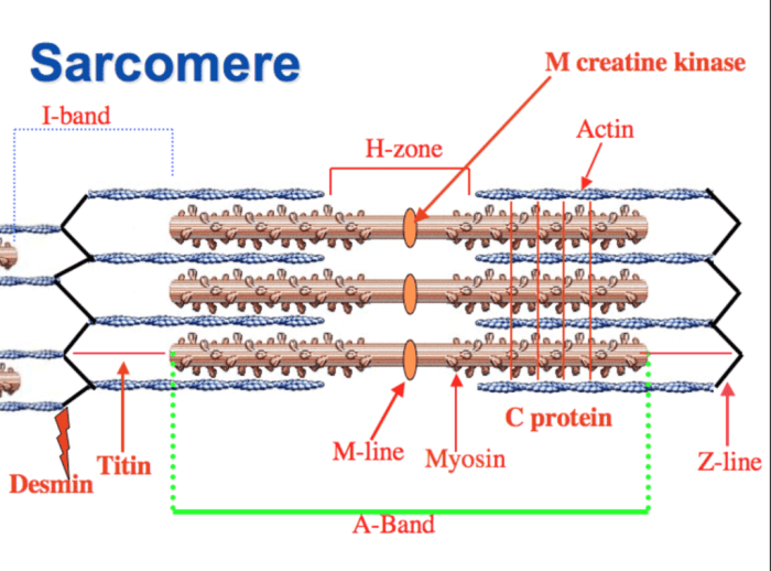 The drawing and photomicrograph below show a relaxed sarcomere