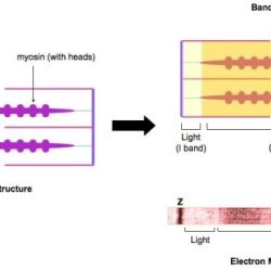 The drawing and photomicrograph below show a relaxed sarcomere