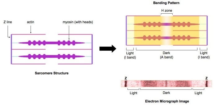 The drawing and photomicrograph below show a relaxed sarcomere