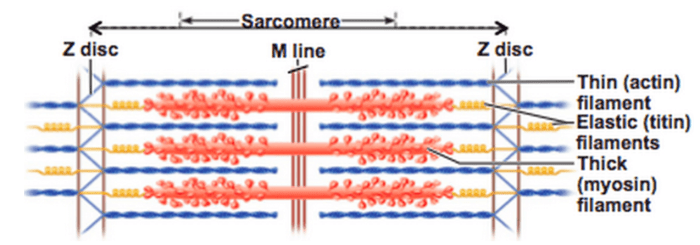 The drawing and photomicrograph below show a relaxed sarcomere